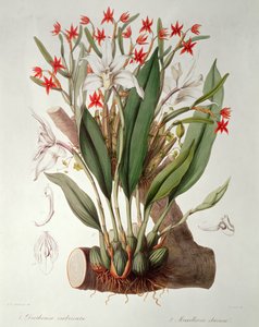 Orquídea: Diothonca imbricata y Maxillaria eburnea de 